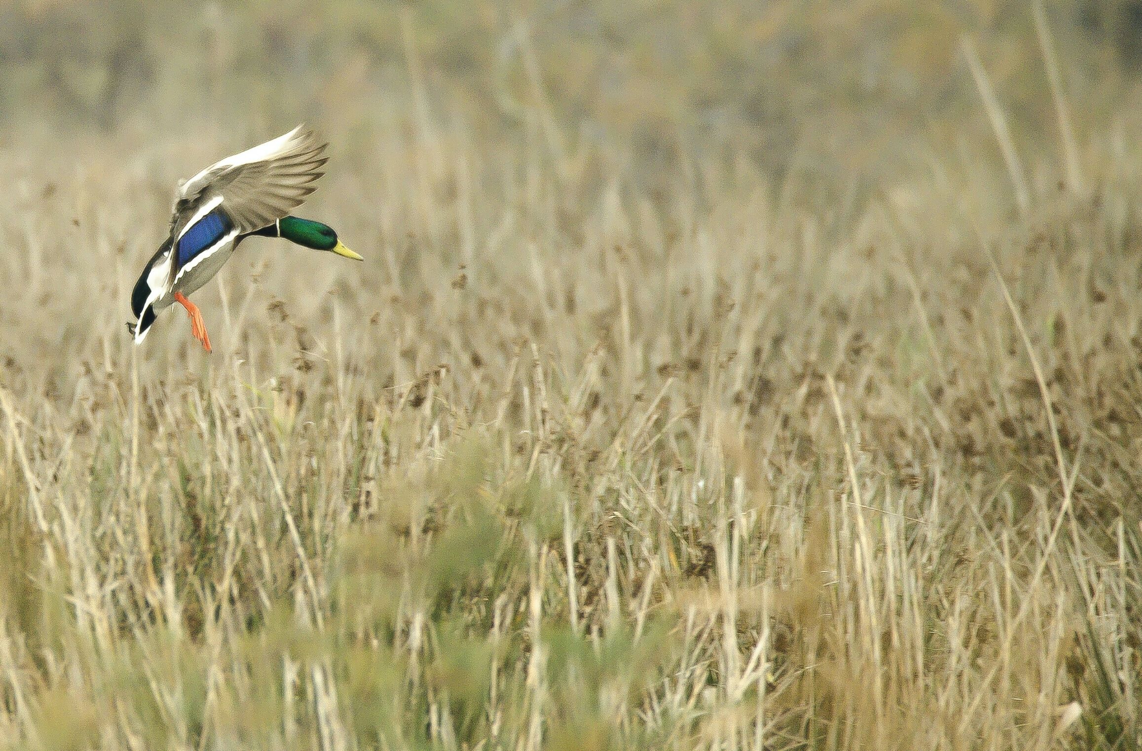 Germano in atterraggio