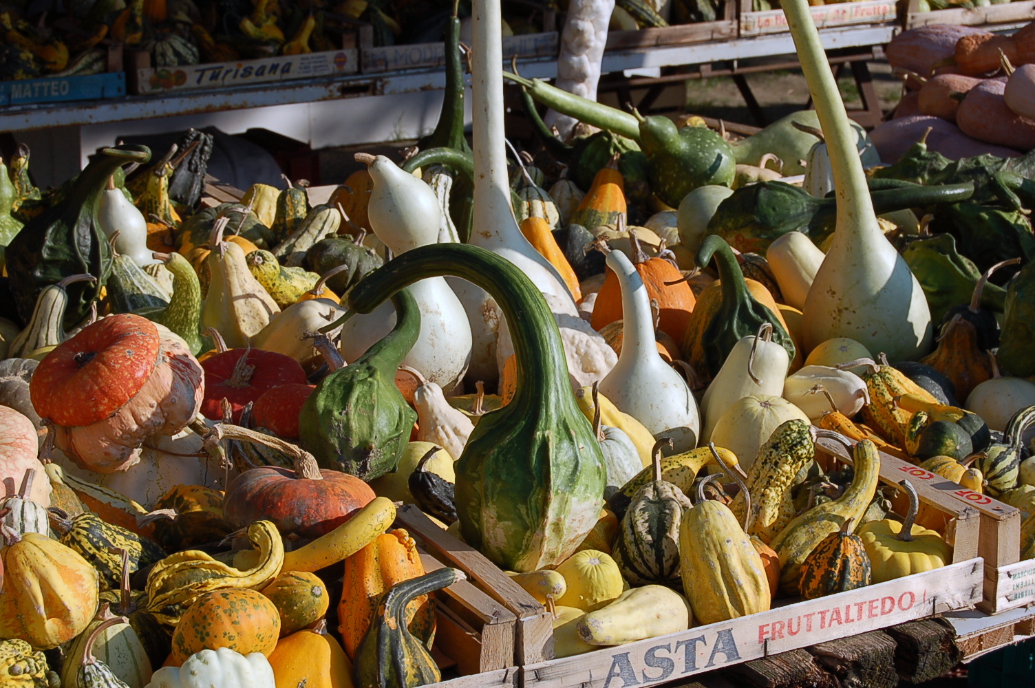colors of pumpkin ...