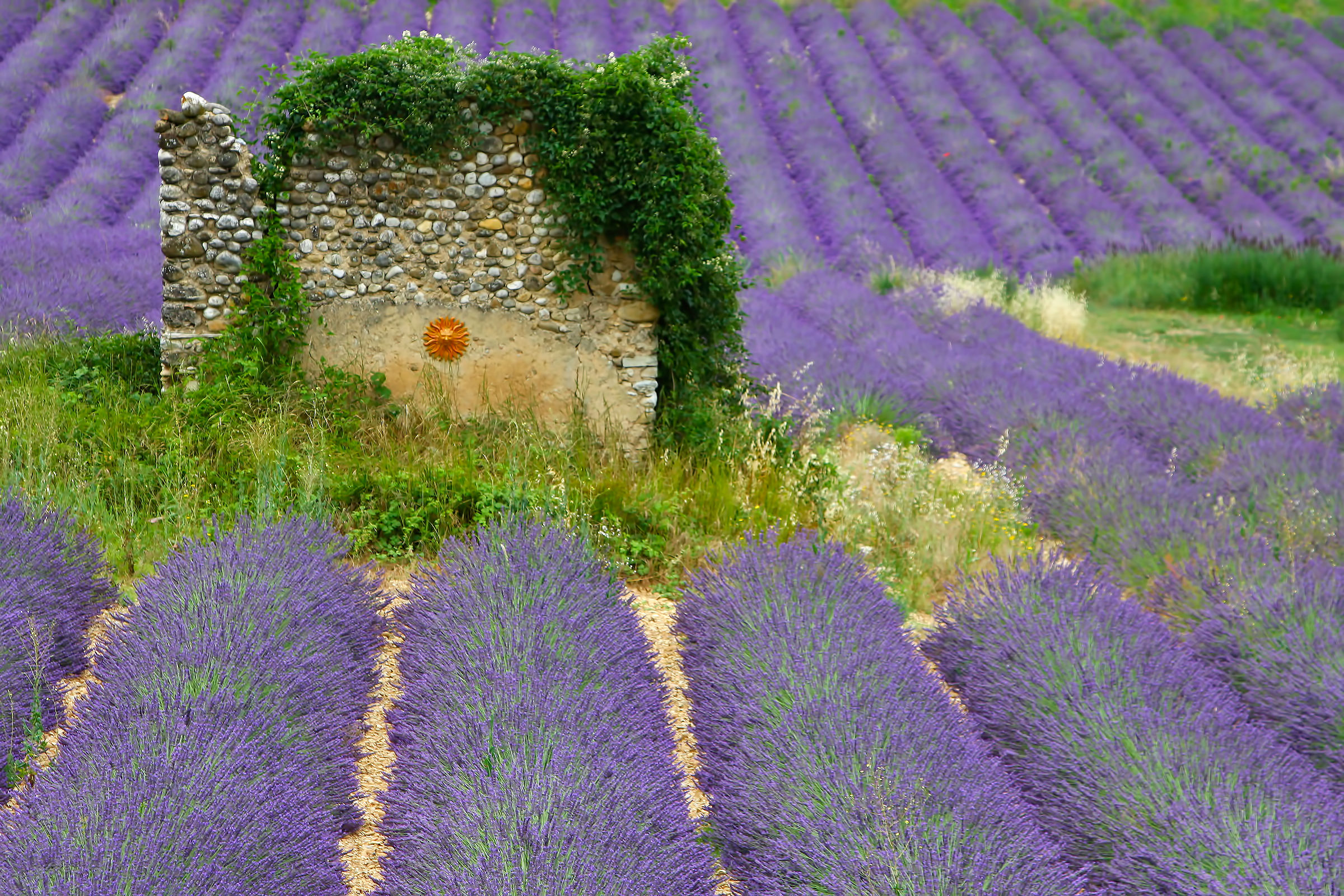 provence