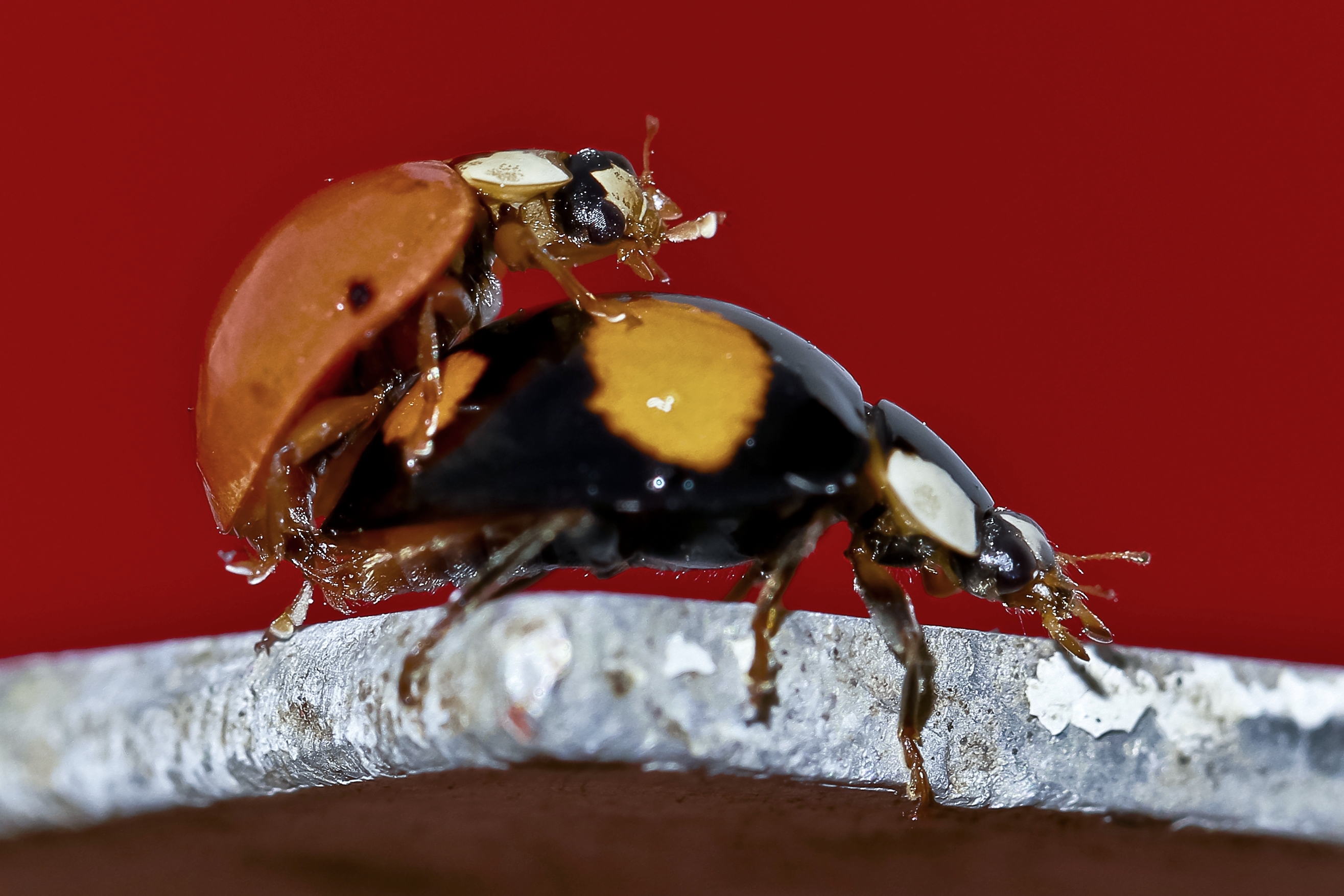 Harmonia axyridis - Details lovemaking