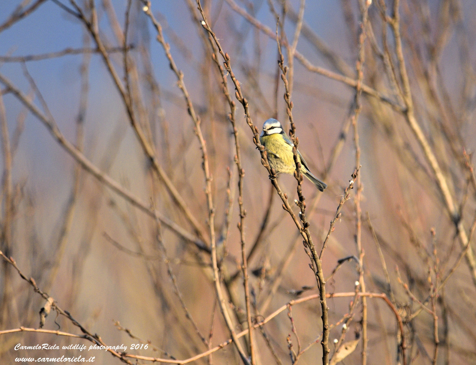 Cinciarella(Cyanistes Caeruleus)