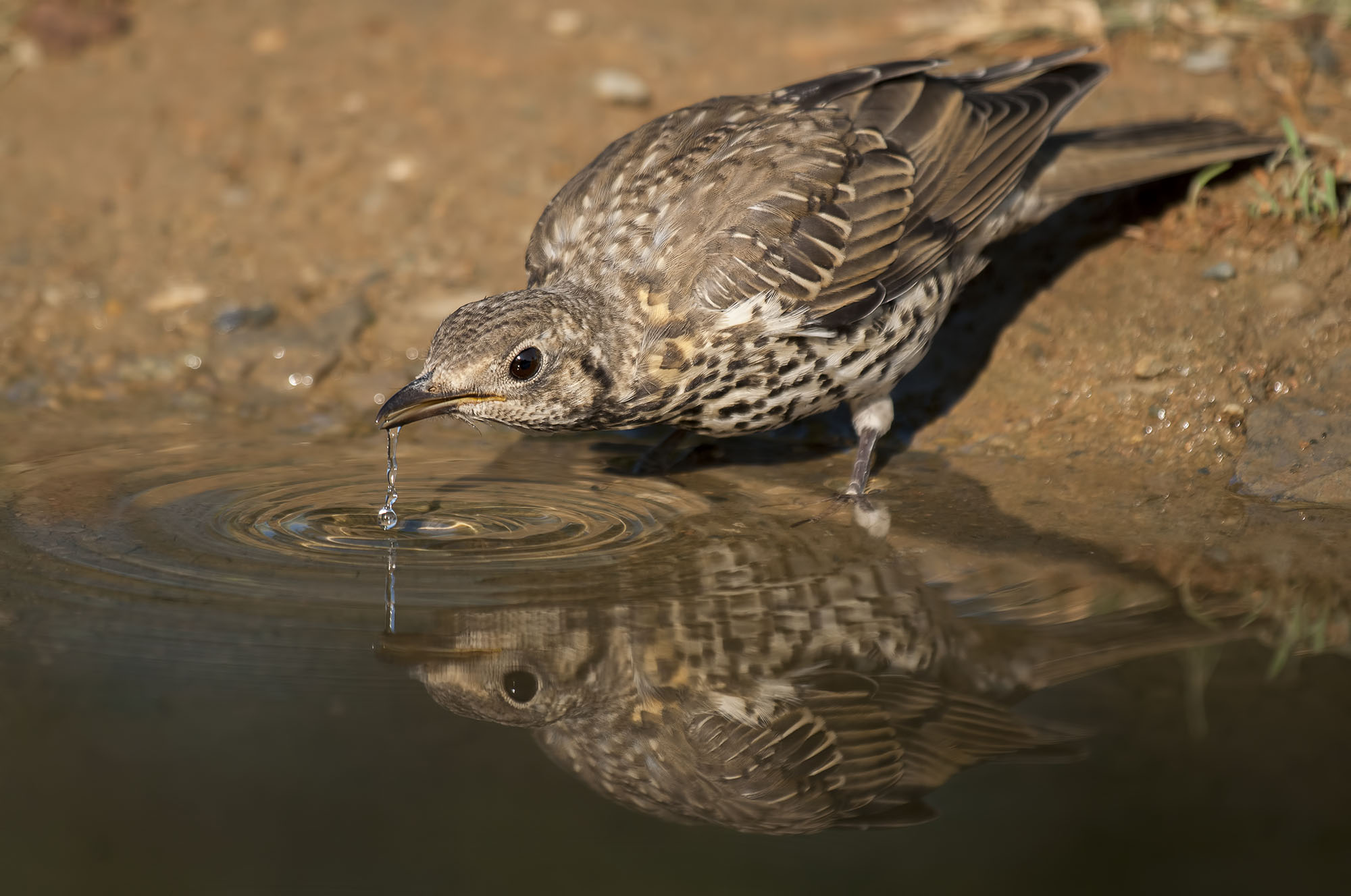 Viscivorus Turdus »Mistle thursh