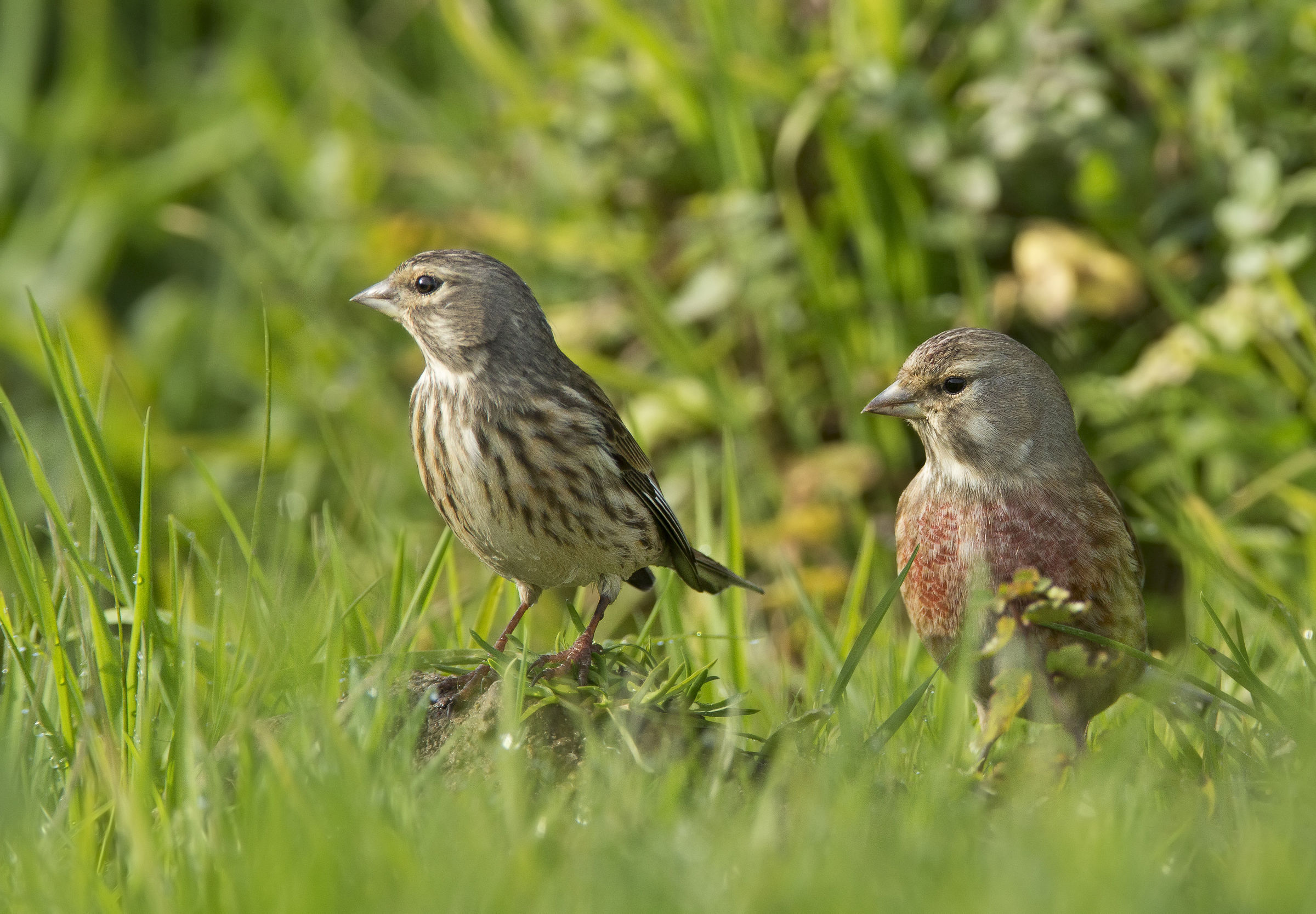 signora e signor fanello(carduelis cannabina)