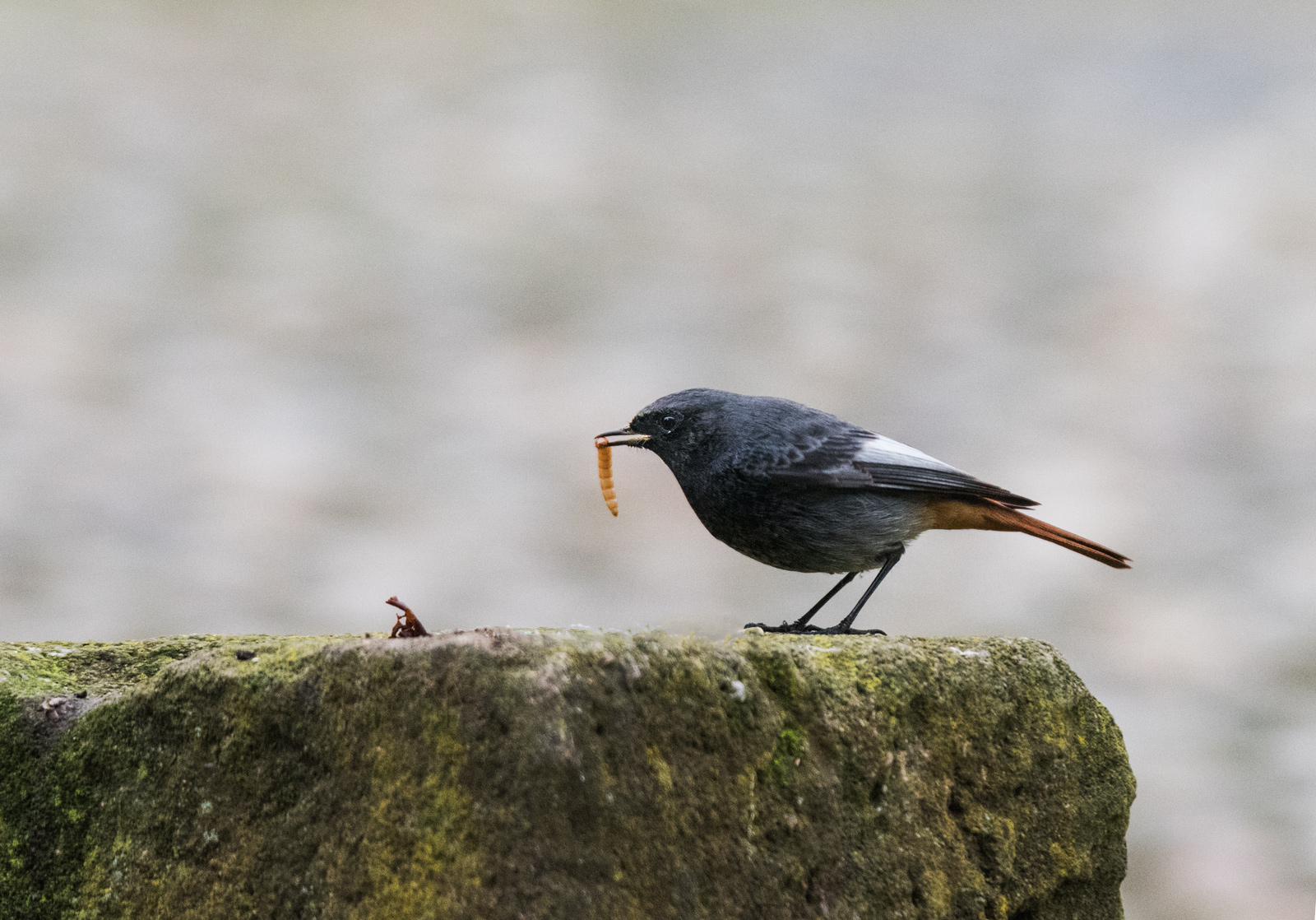 Redstart with prey