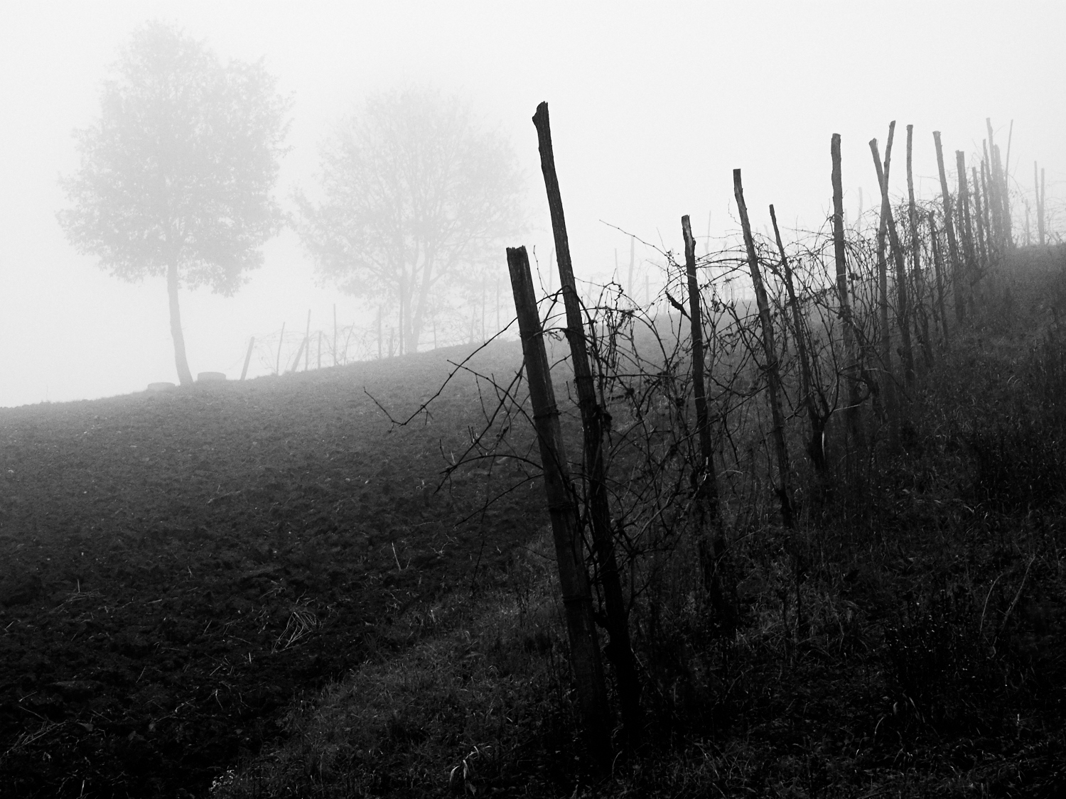 Fog in the Vineyard