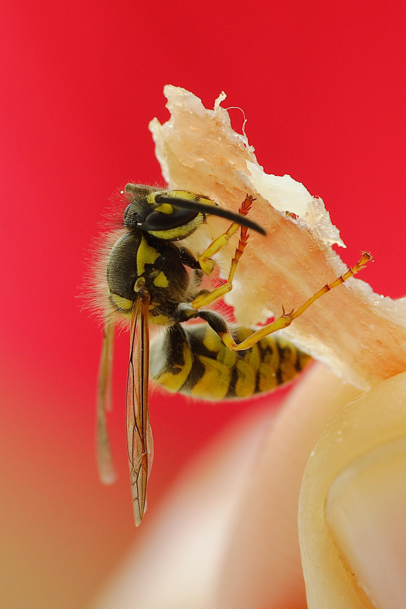 Are you hungry? by I give you a piece of ham