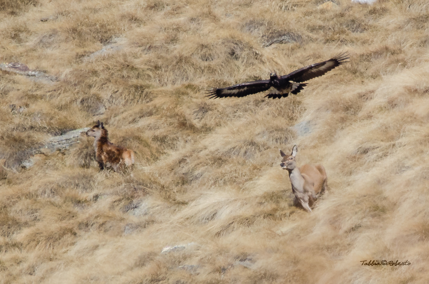 Aquila reale in caccia