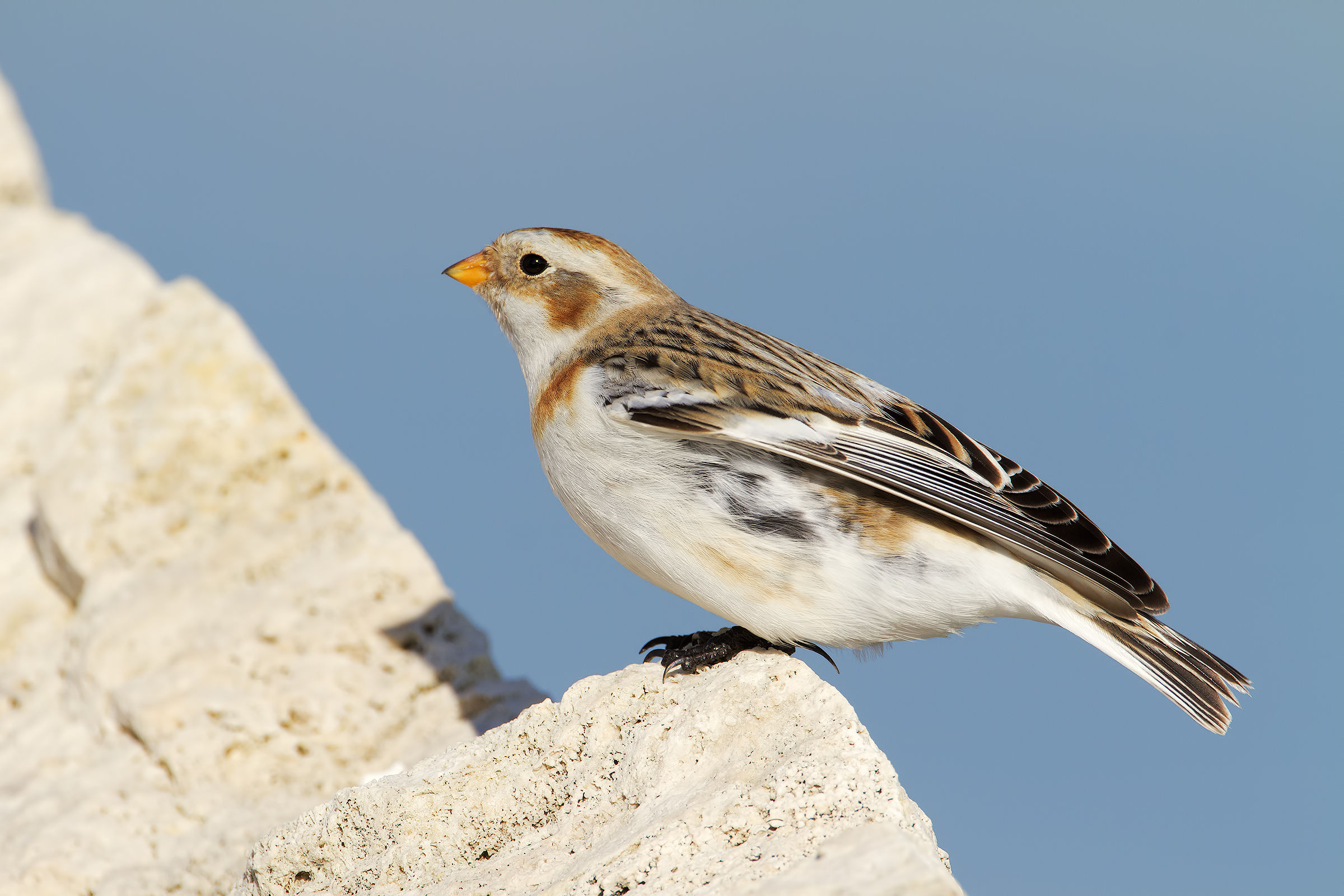 Streching the Snow Bunting