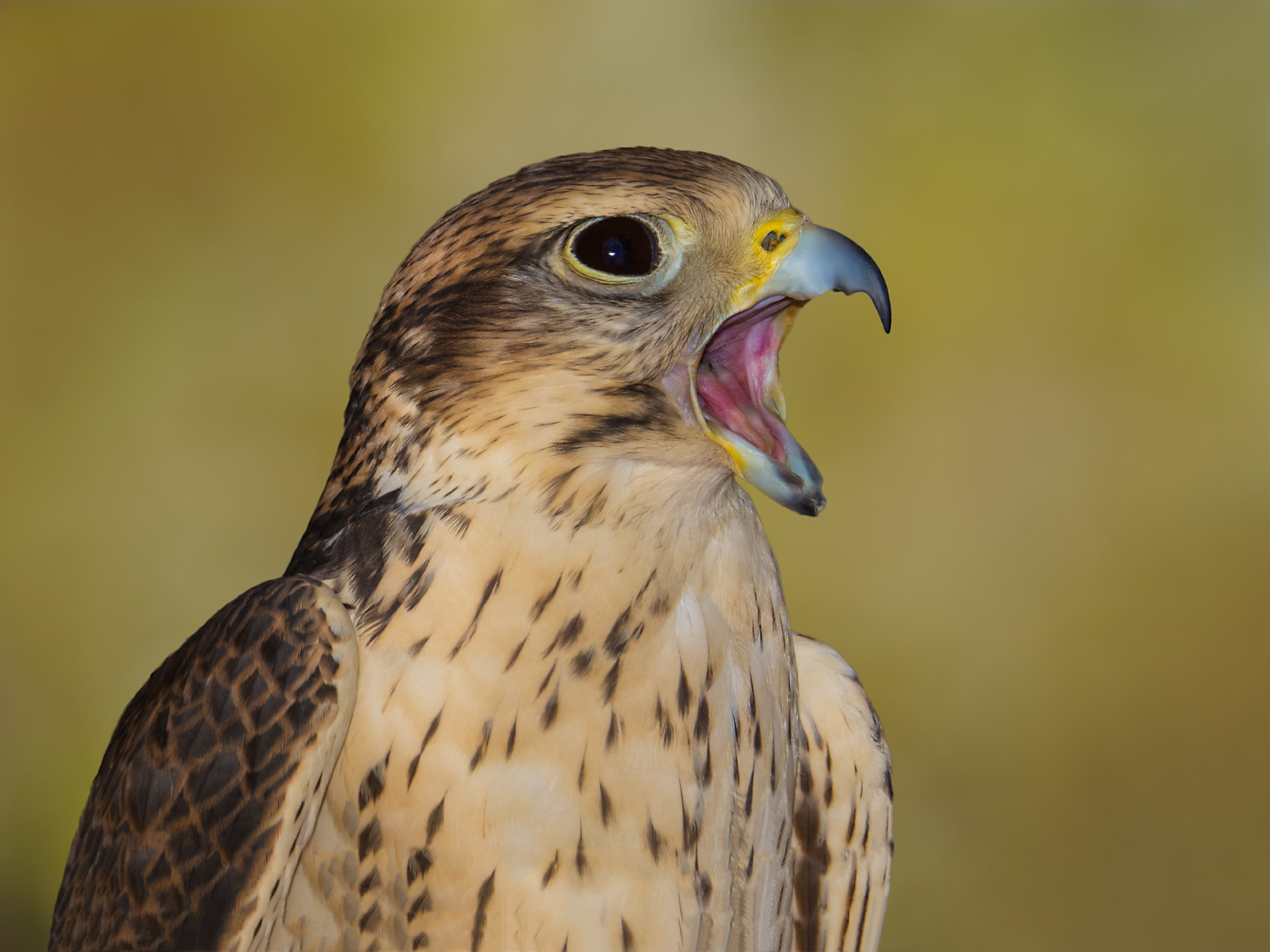 Saker Falcon