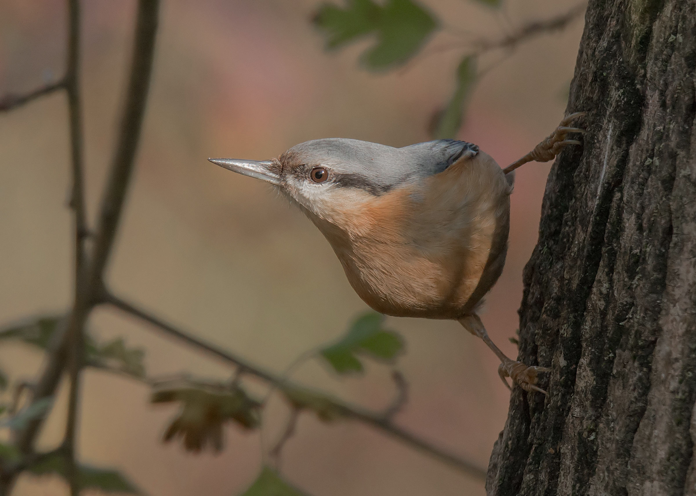 First light on Mason