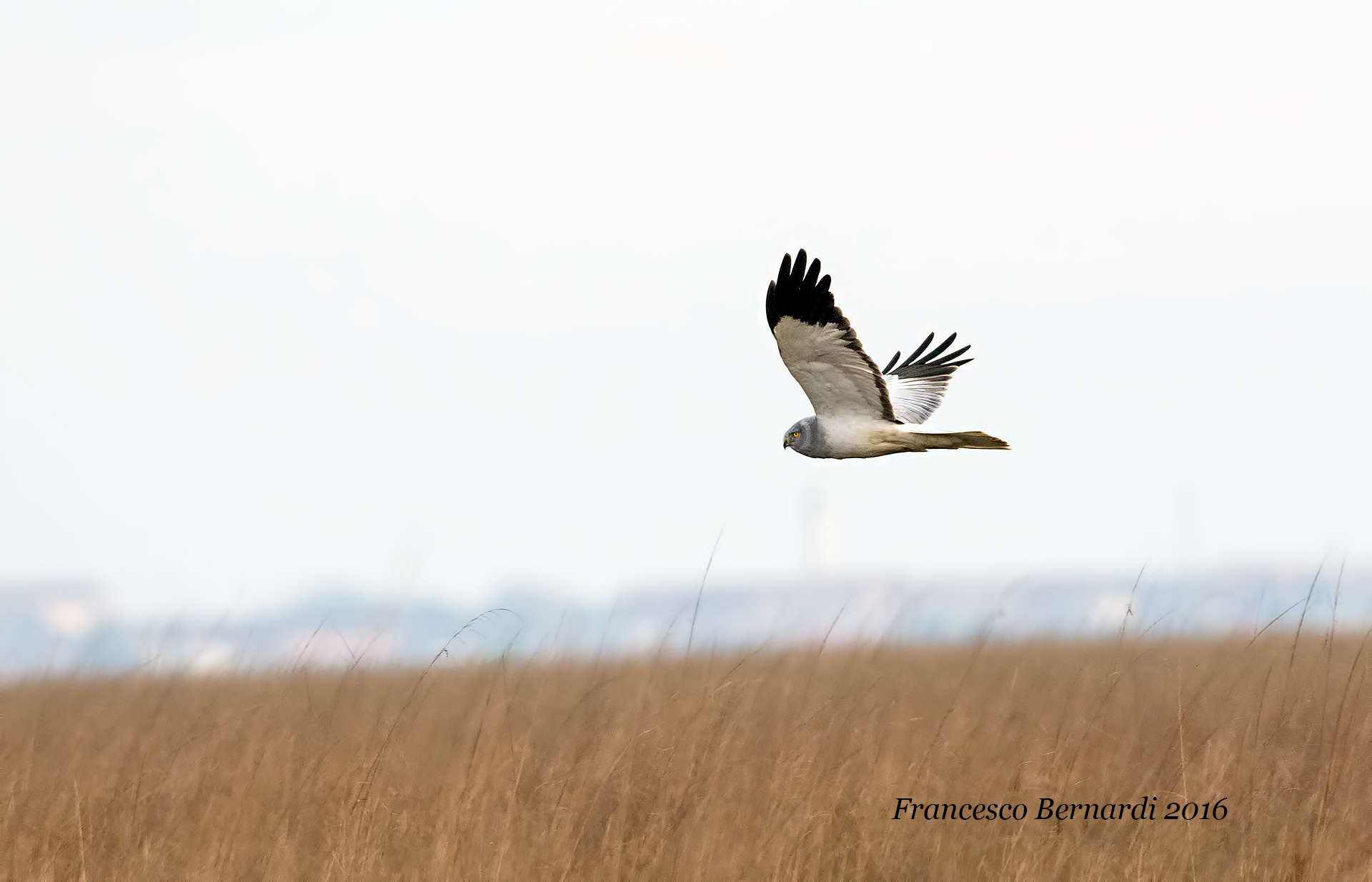 Harrier Royal Male