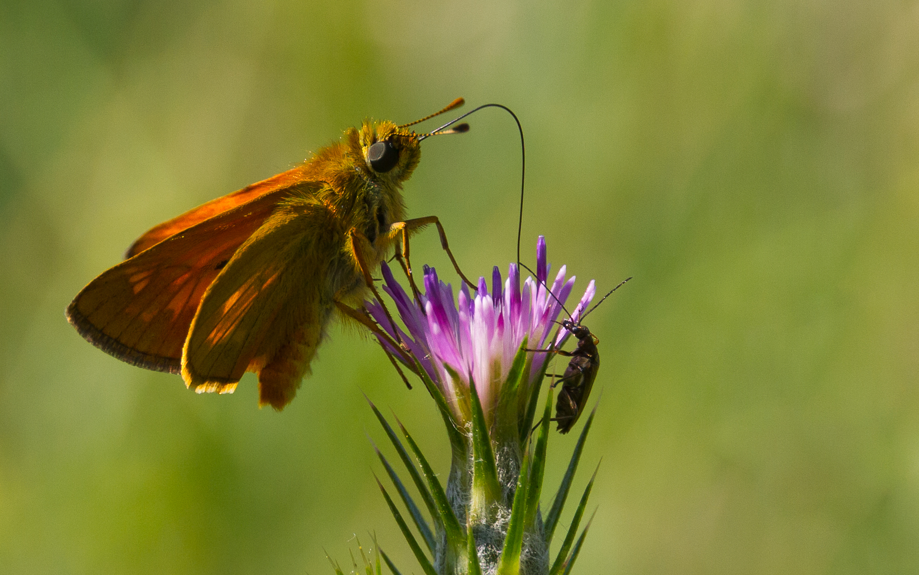 Bere in compagnia....