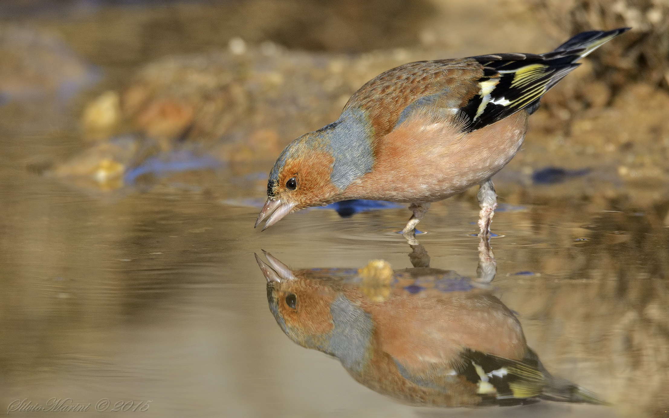 Chaffinch in the mirror (Chaffinch)