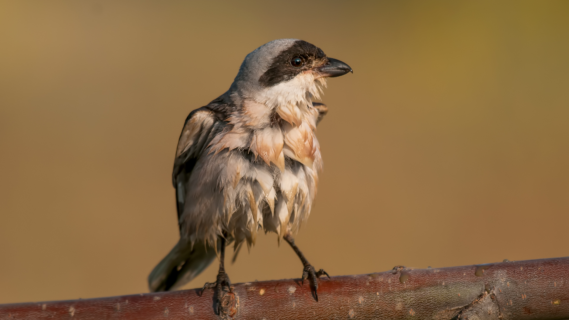 Lanius minore »Lanius minor