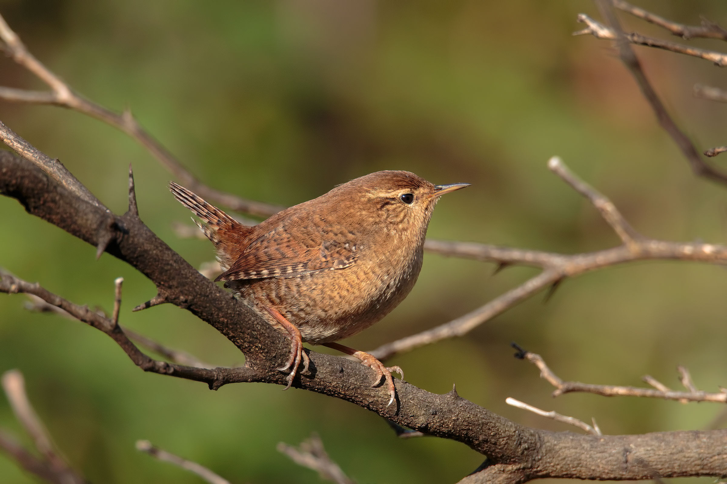 Among the branches ...
