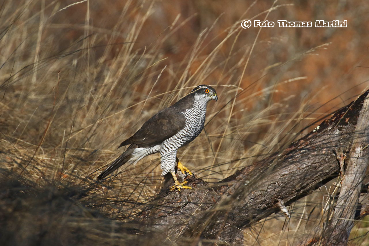 Goshawk between the blades of grass