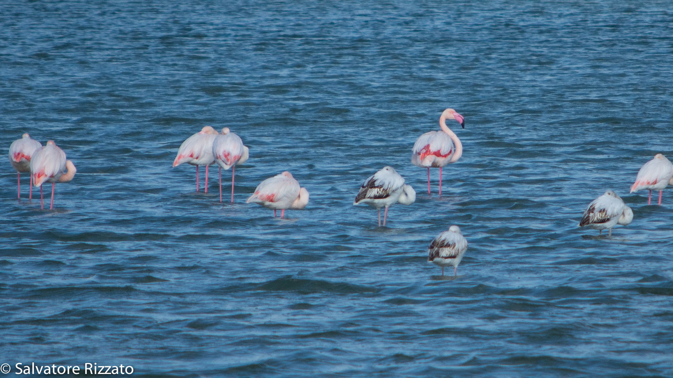 Pink flamingos