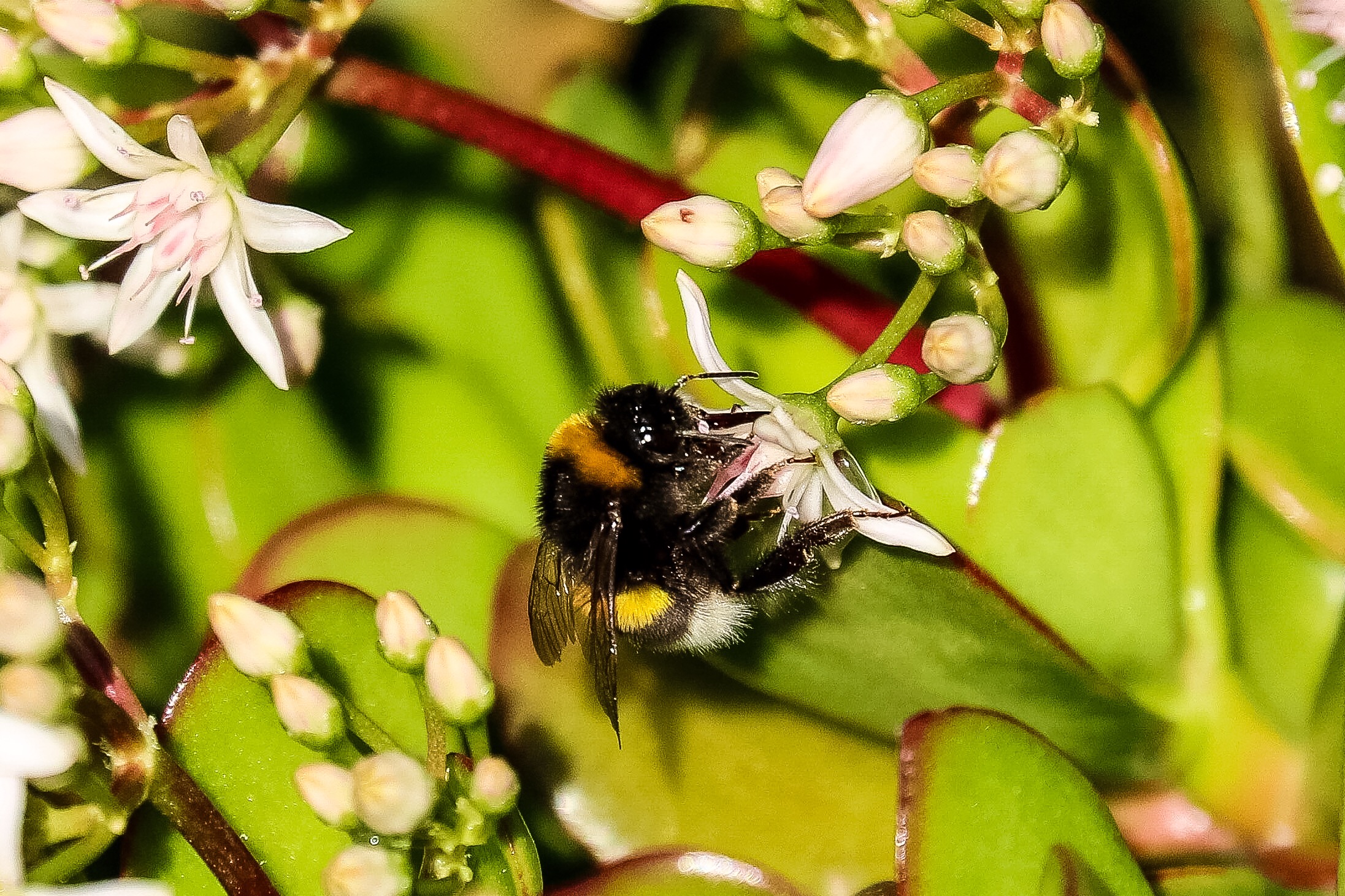 A flower can not resist