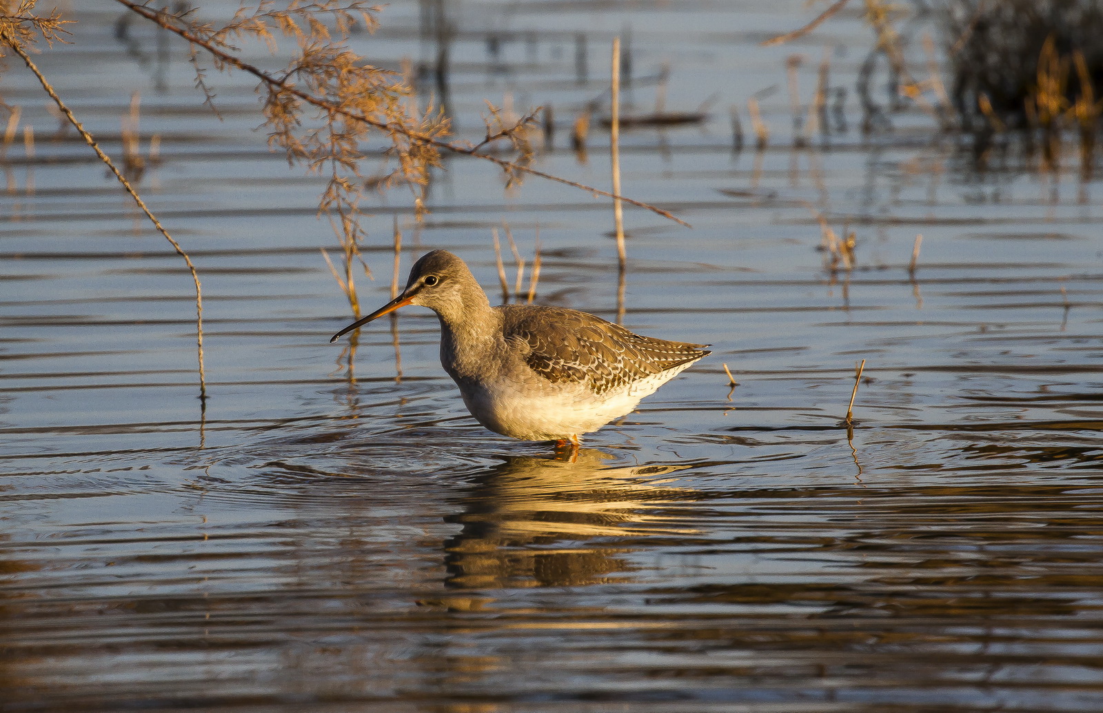Redshank