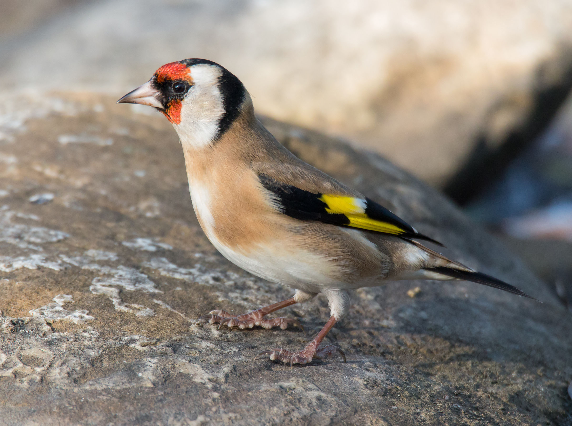 First meeting with the goldfinch