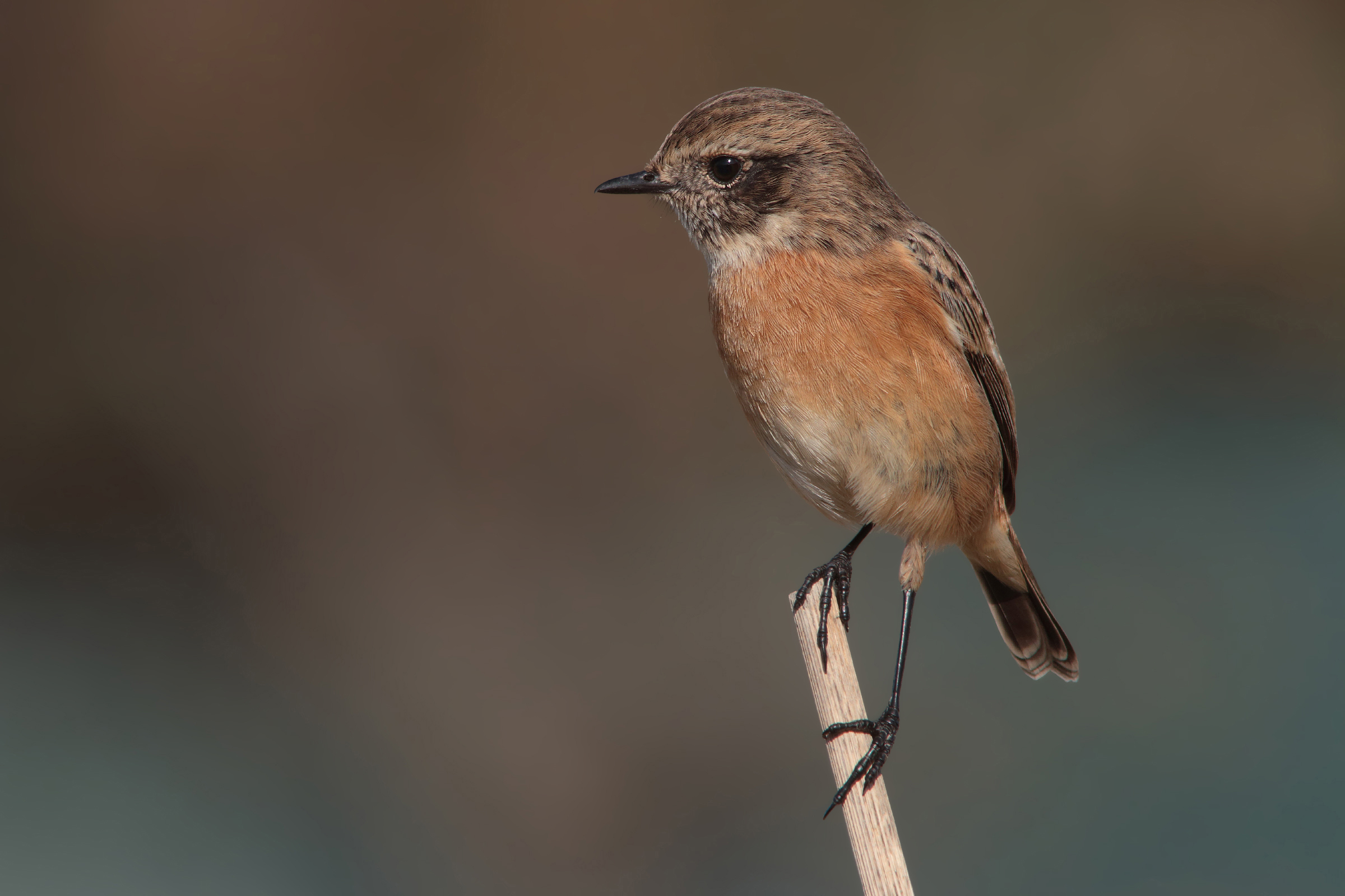 Stonechat female no crop
