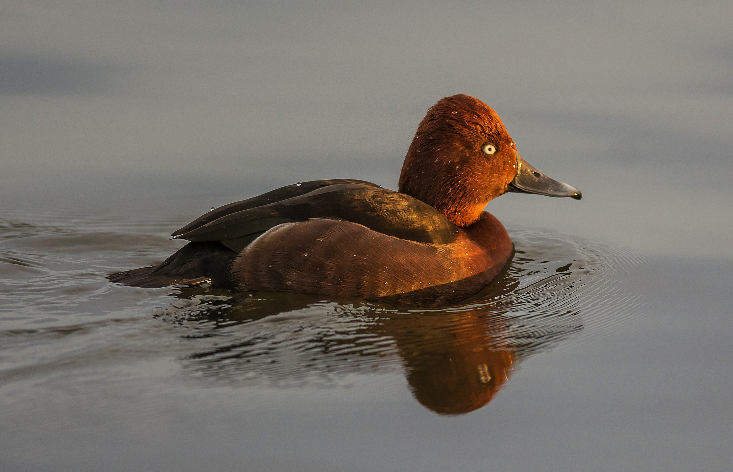 Tufted Duck at sunset