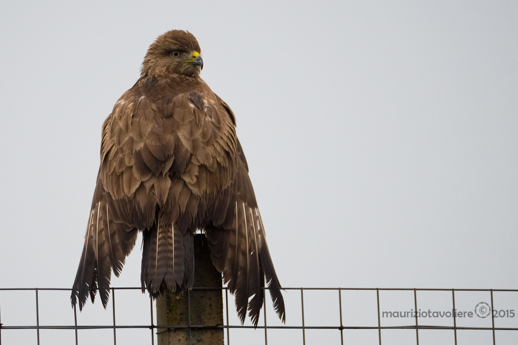 Poiana .. a braccia aperte !!