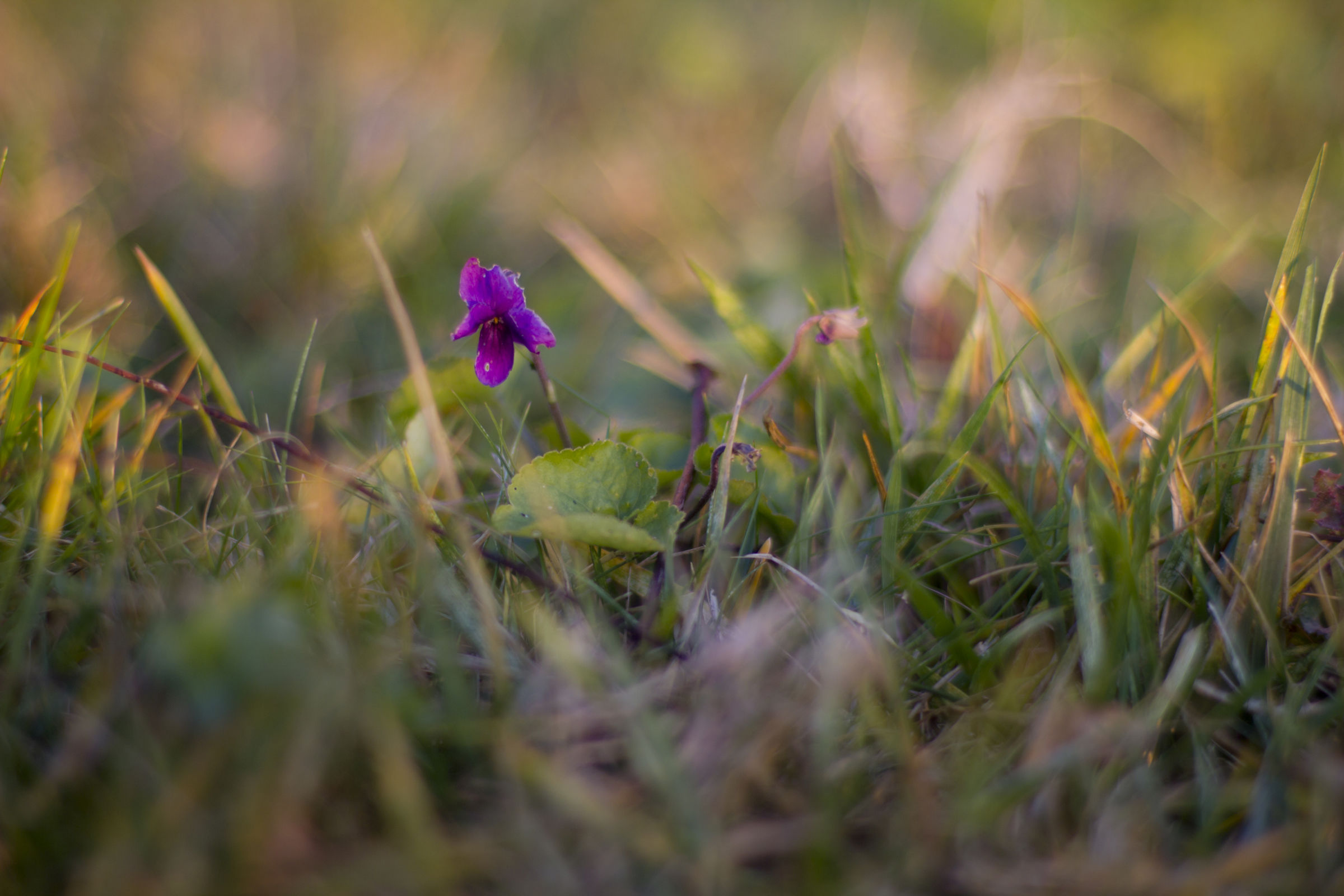 Chi Viola a Capodanno