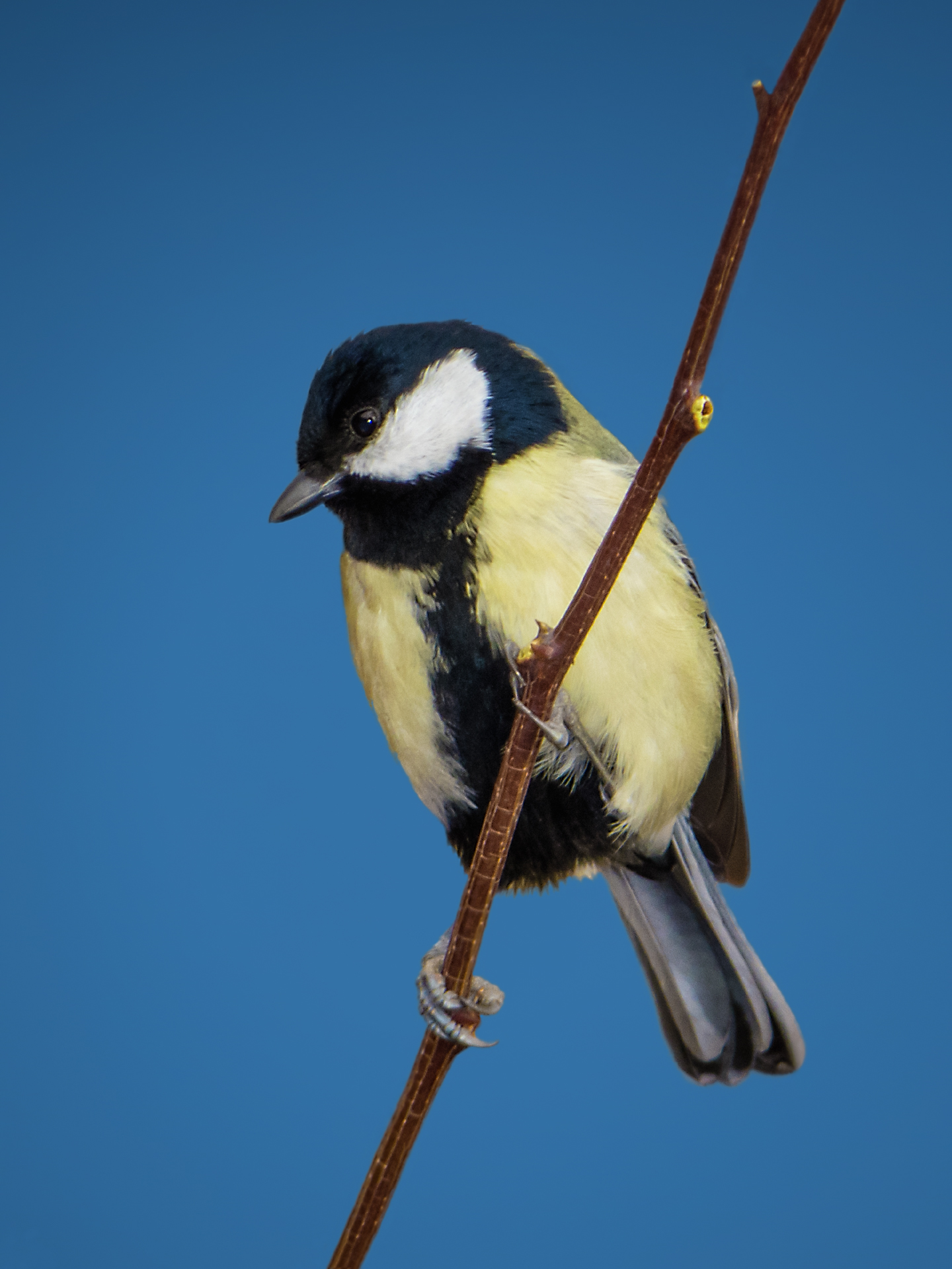 Great Tit