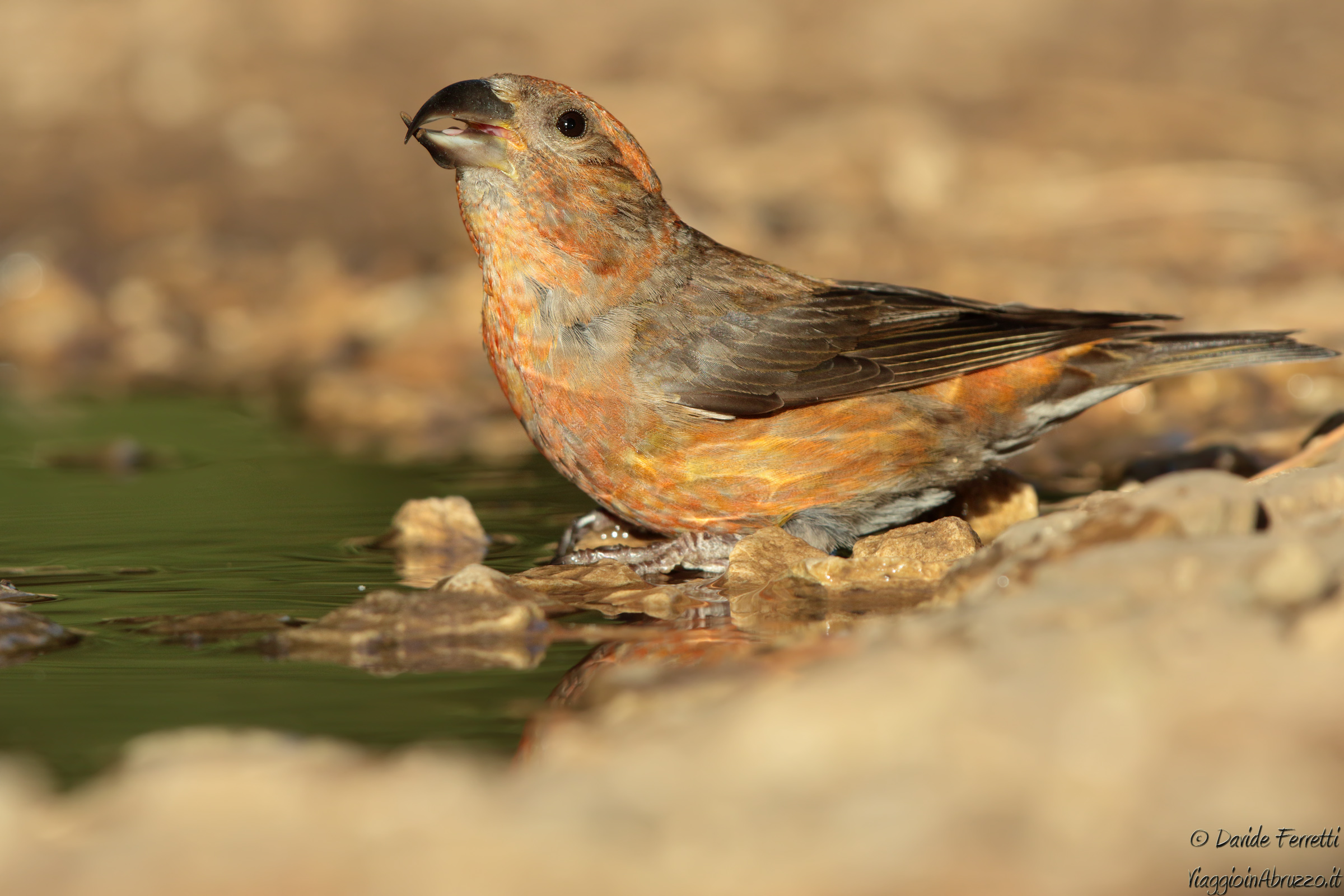 Crociere maschio al tramonto (Crossbill)