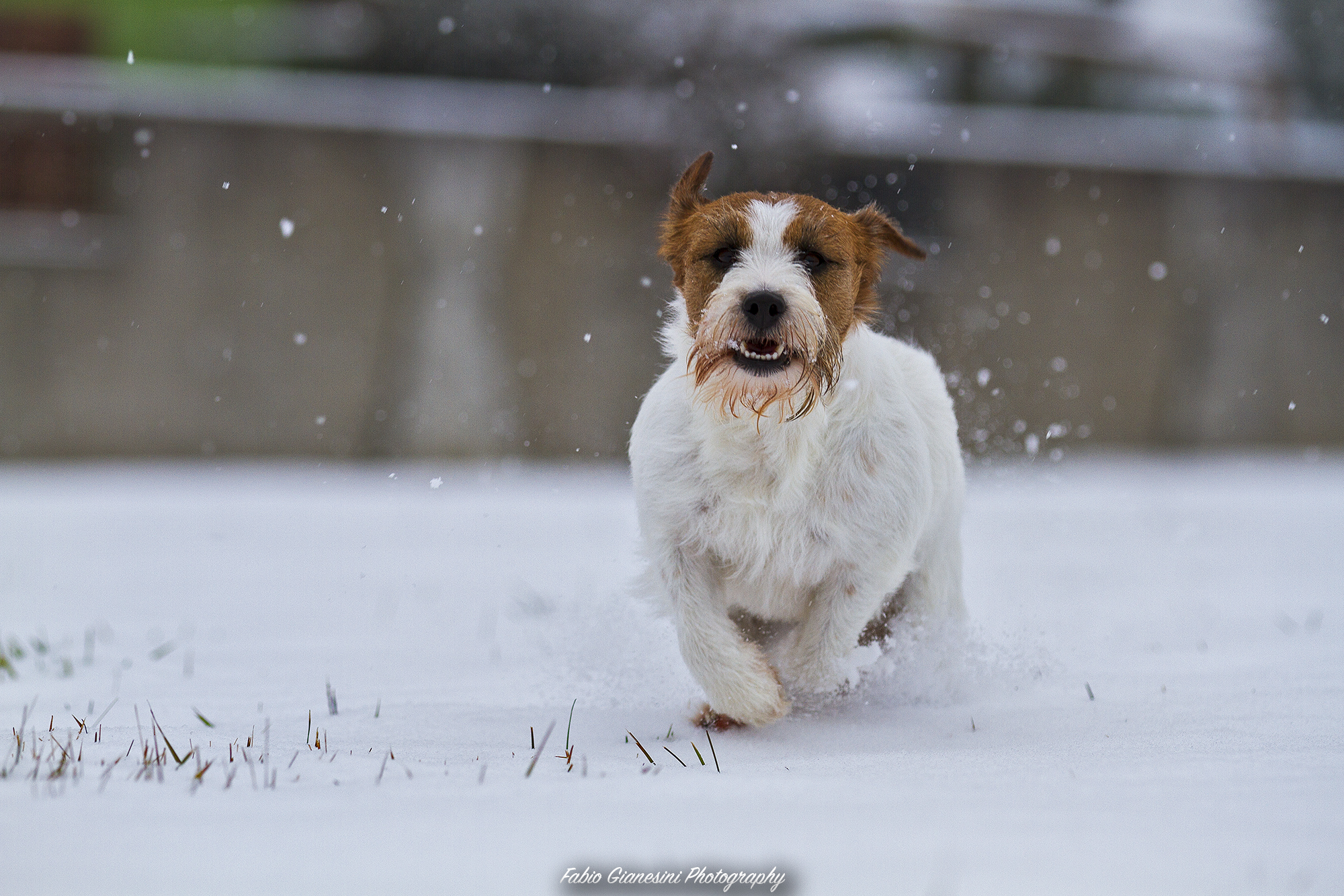 A ride in the snow - Olli