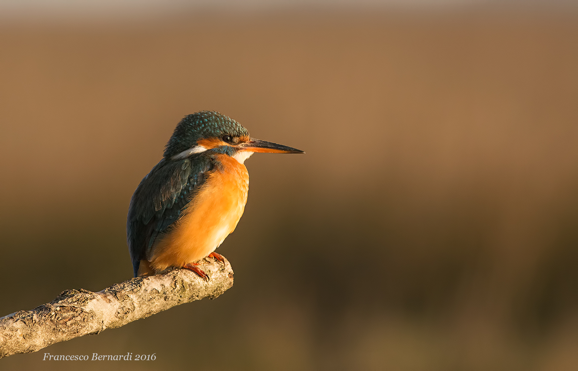Kingfisher "cold"