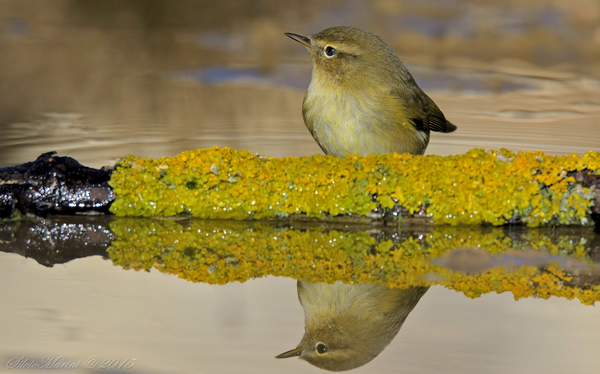 Luì piccolo, riflesso