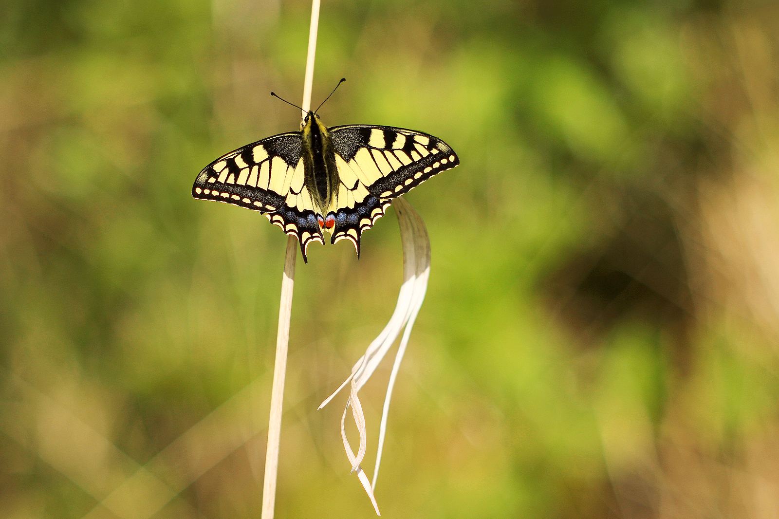 Streamers and balloons