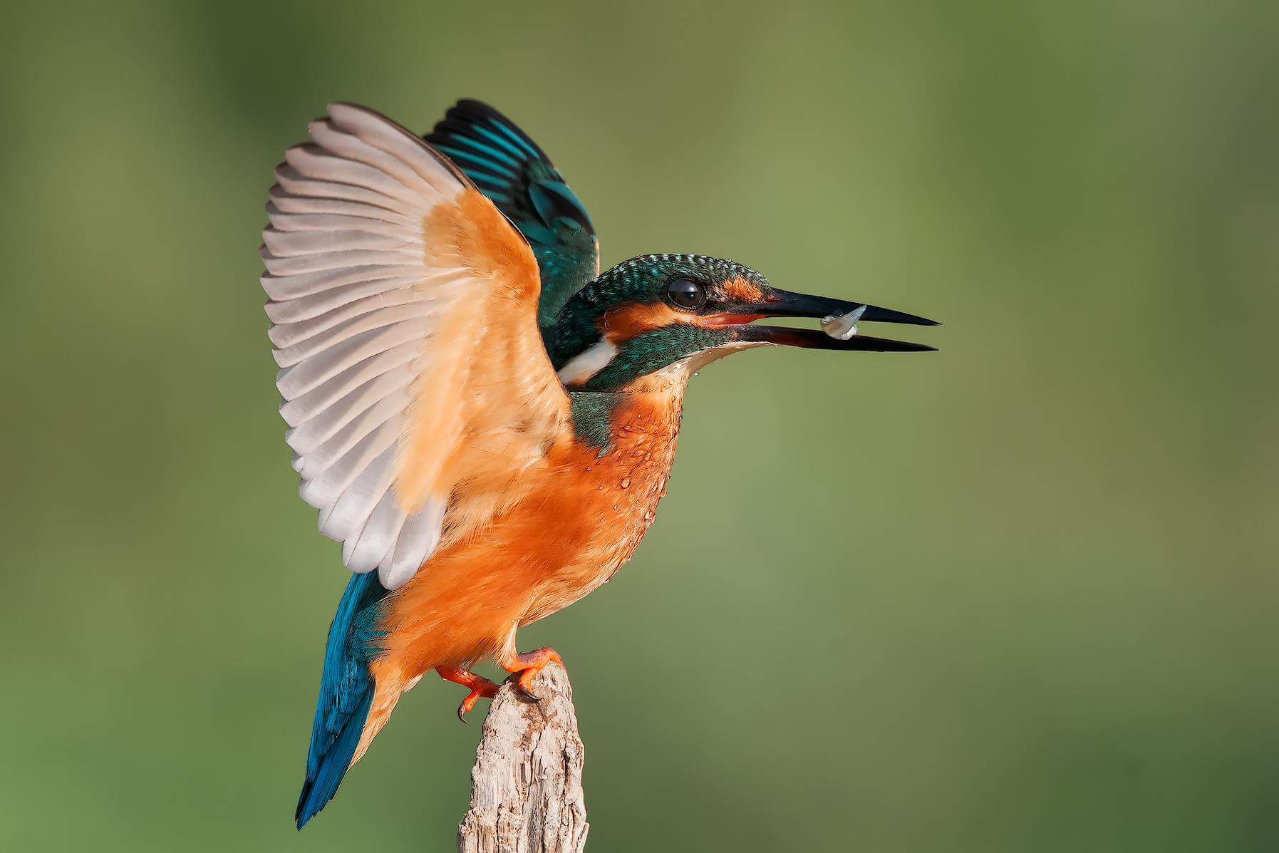 Alcedo atthis