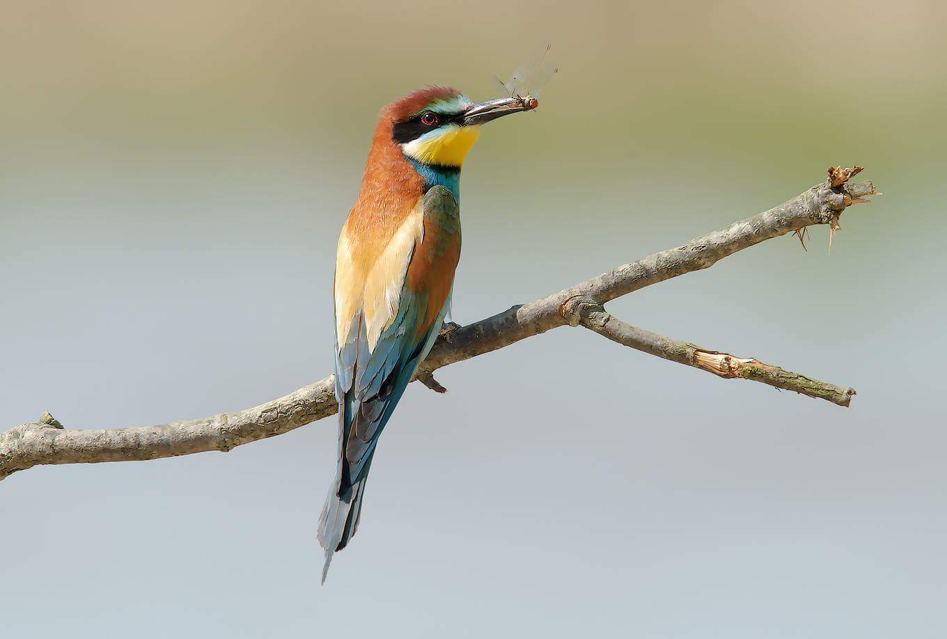 European bee-eater
