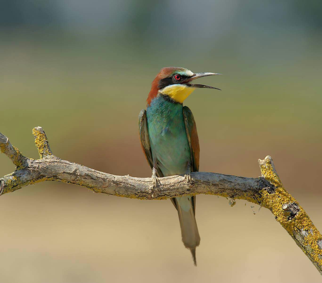 European bee-eater