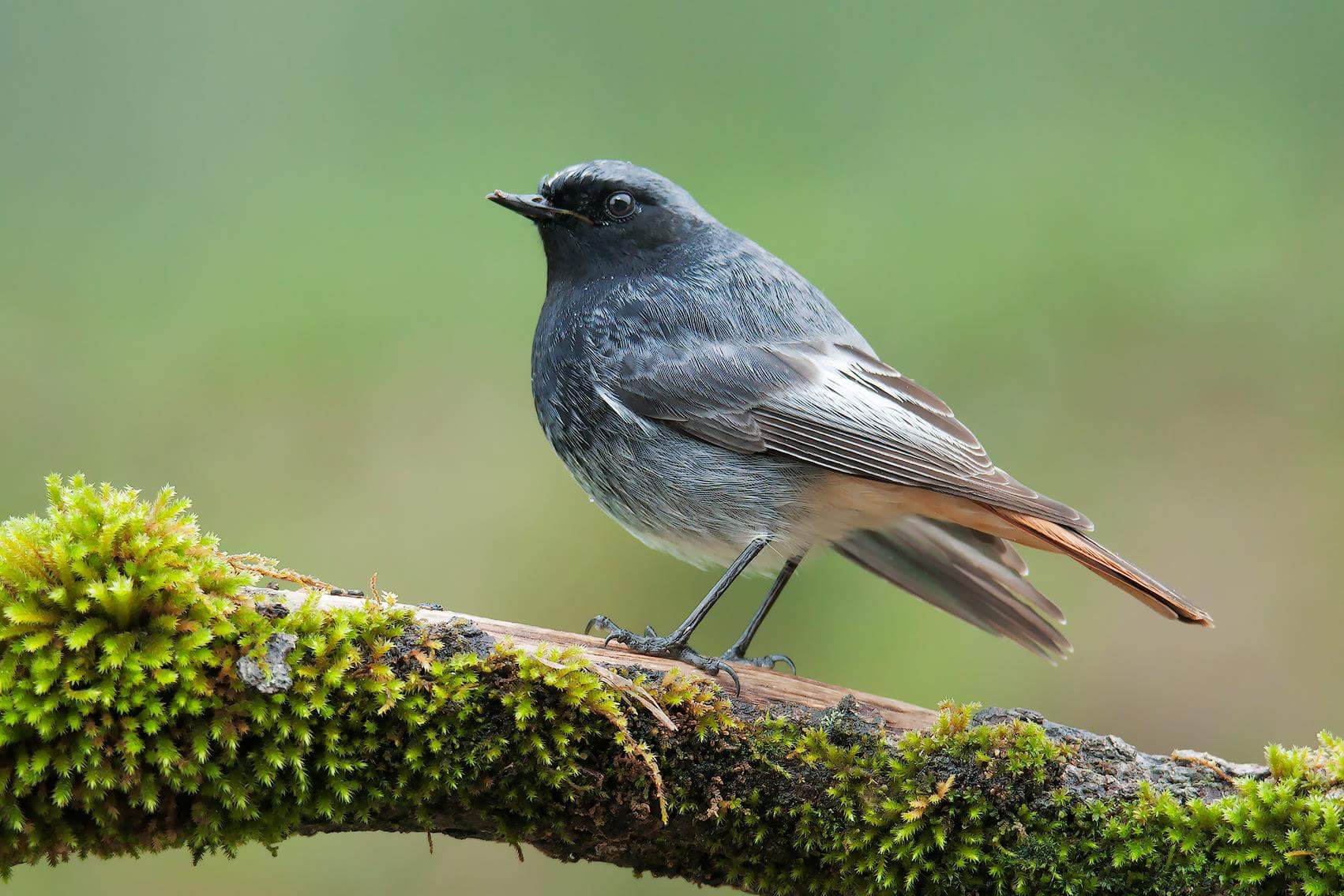 Black redstart
