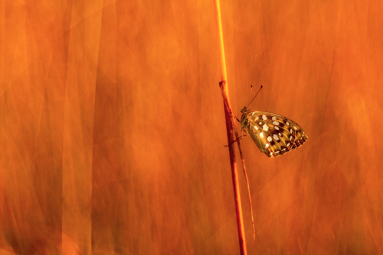 Once upon a time in the Czech-Austrian frontier