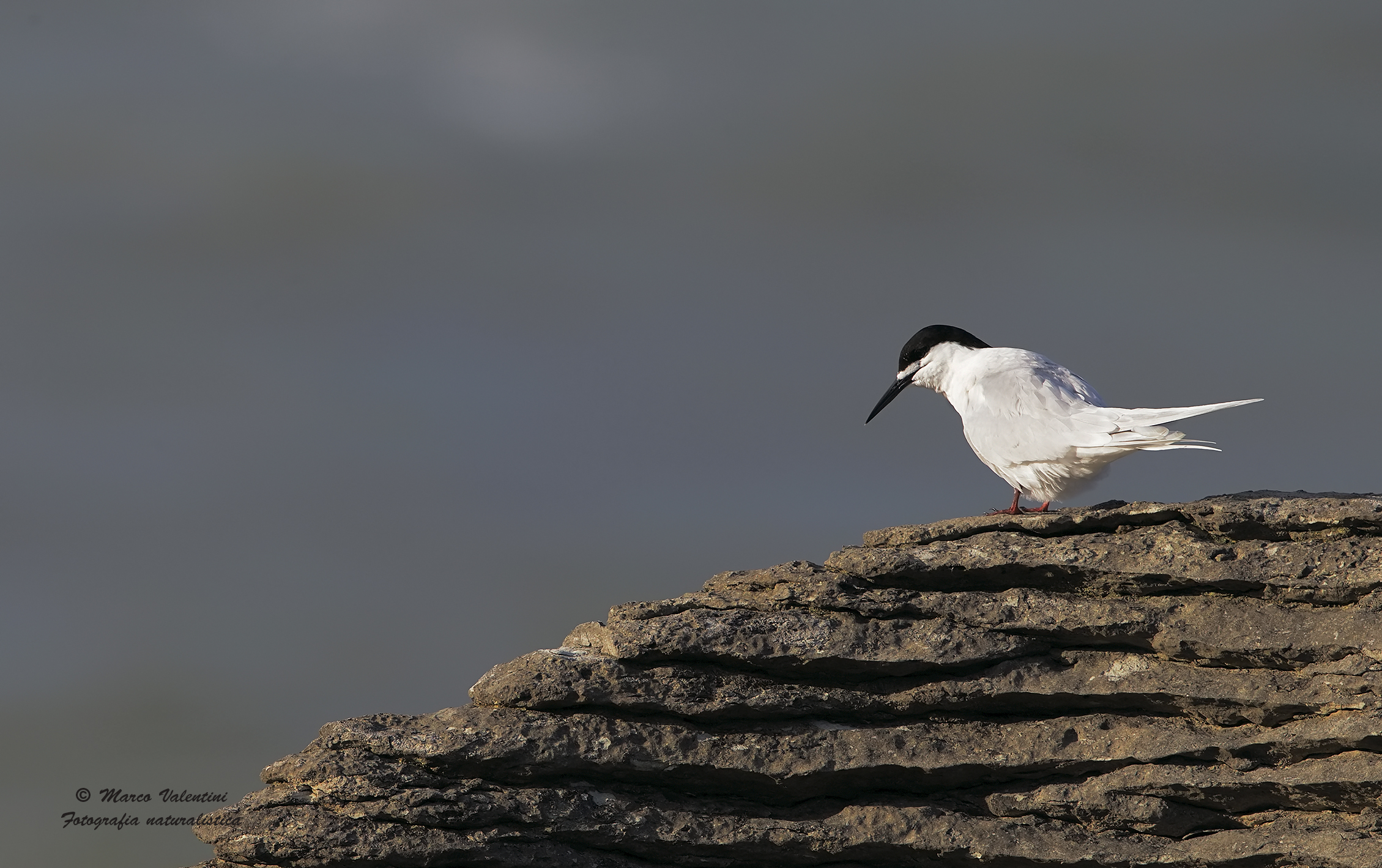 Sterna fronte bianca