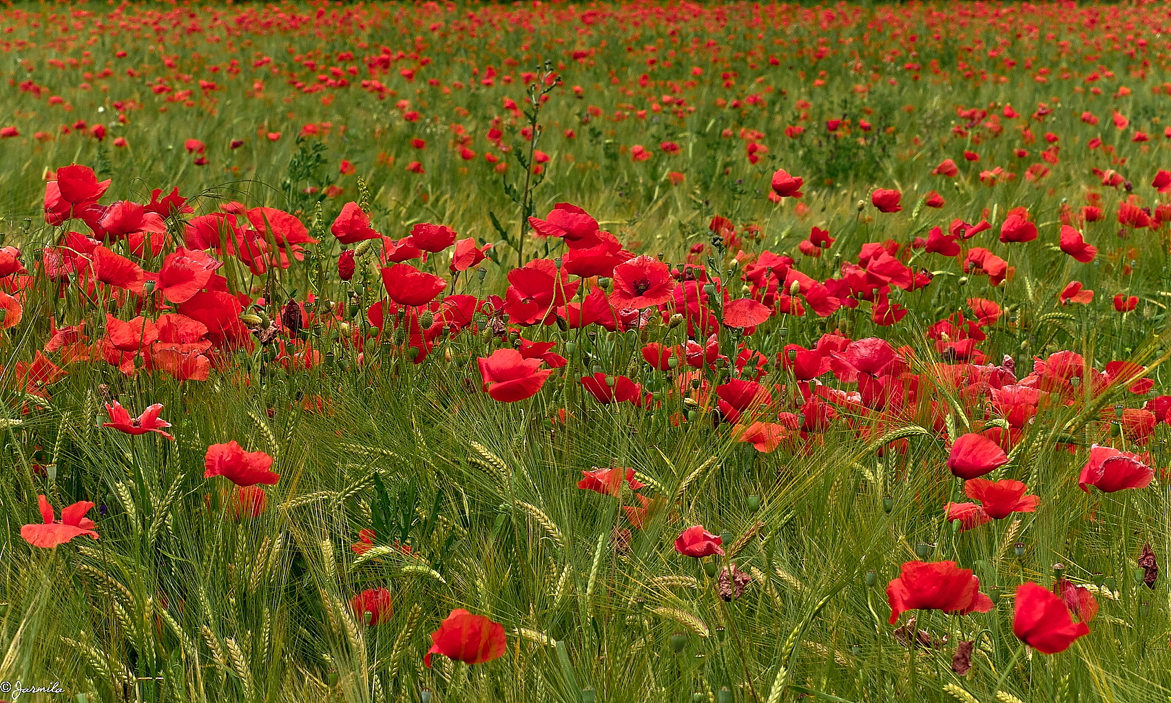 Un mare di papaveri