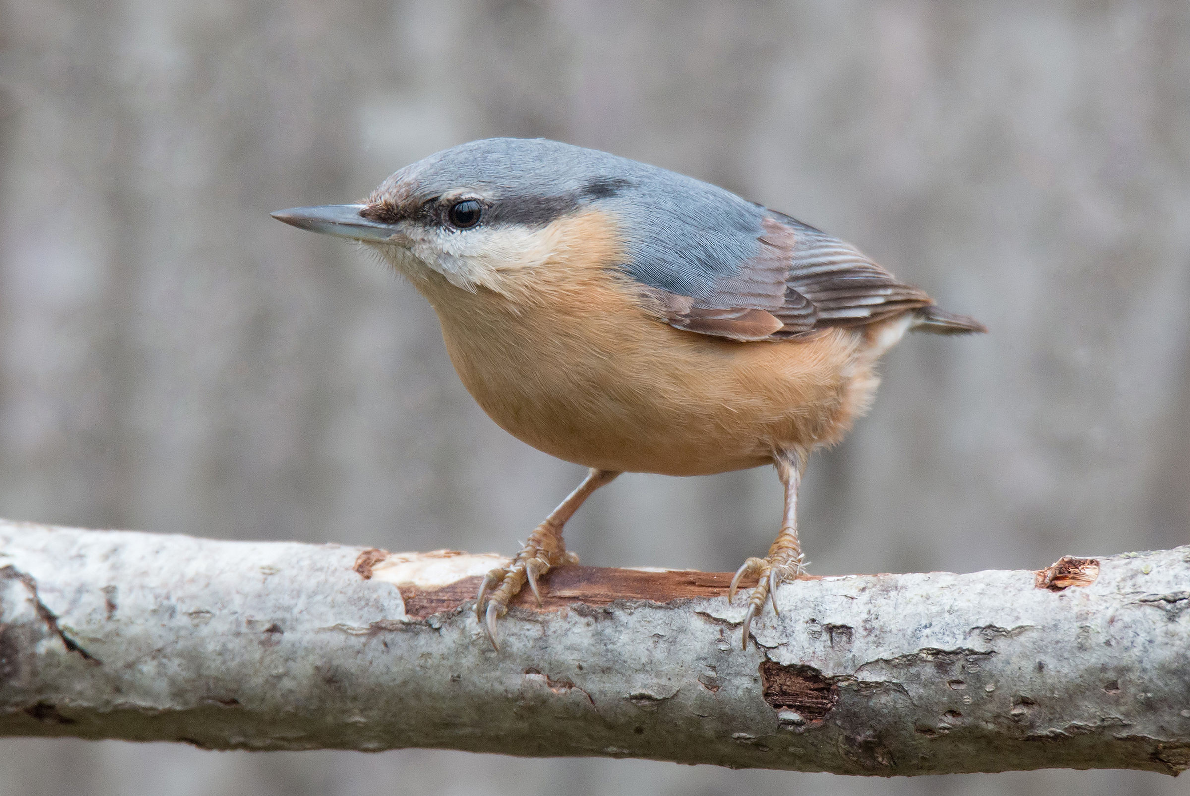 Portrait of a bricklayer