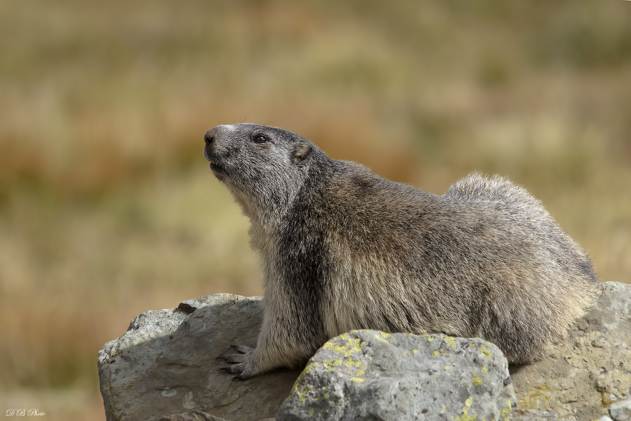 Marmot - Marmota marmota
