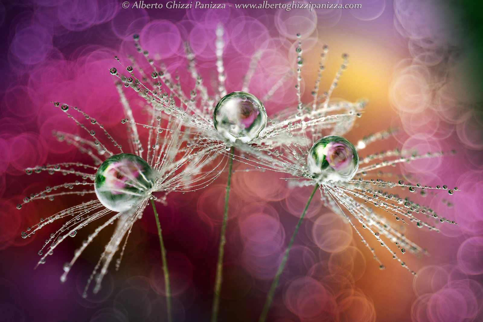 Explosion of colors in the dew