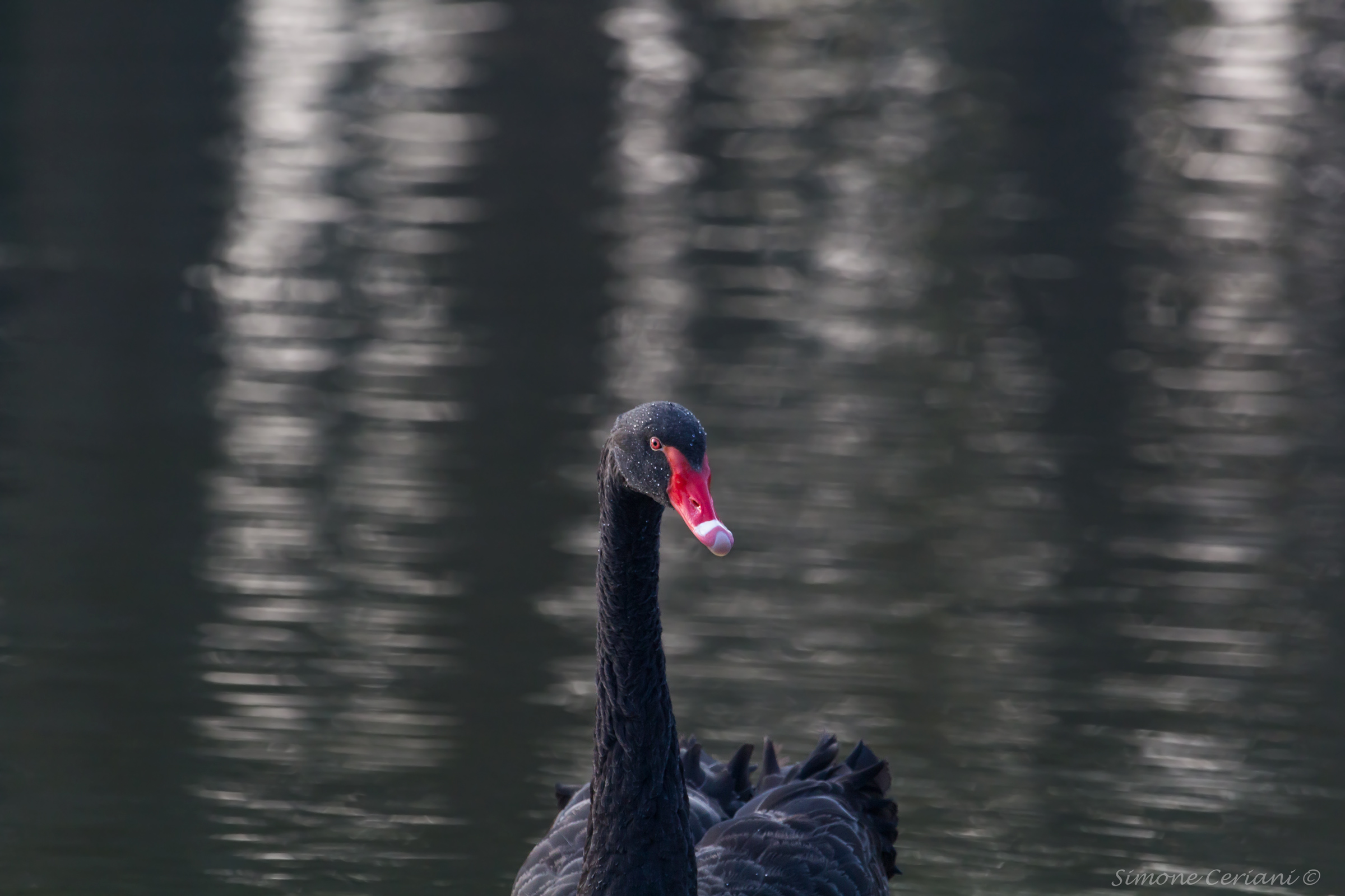 Cygnus Atratus- (Black Swan)