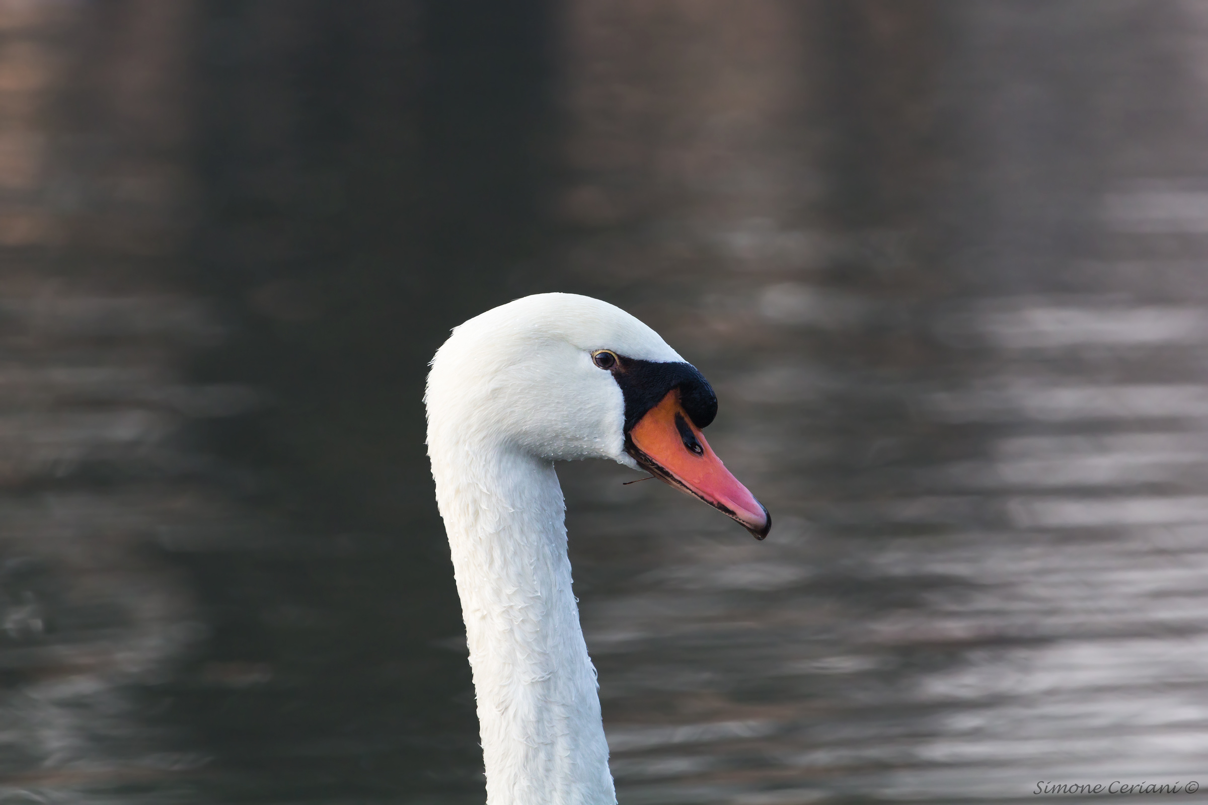 Cygnus- (Swan)