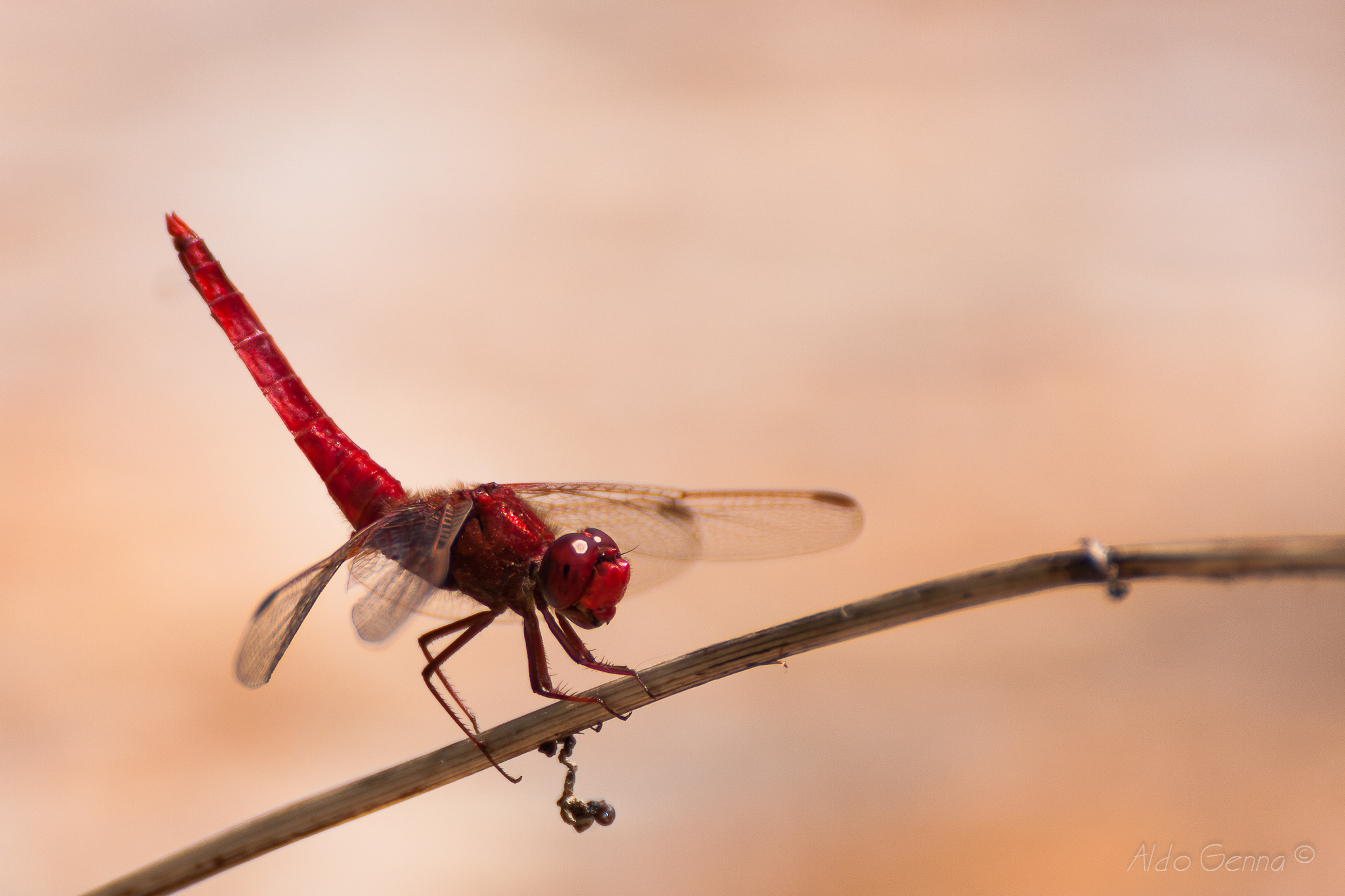 Libellula rossa