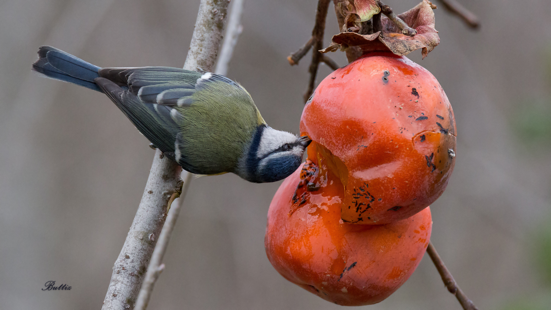 Cinciarella Contorsionista