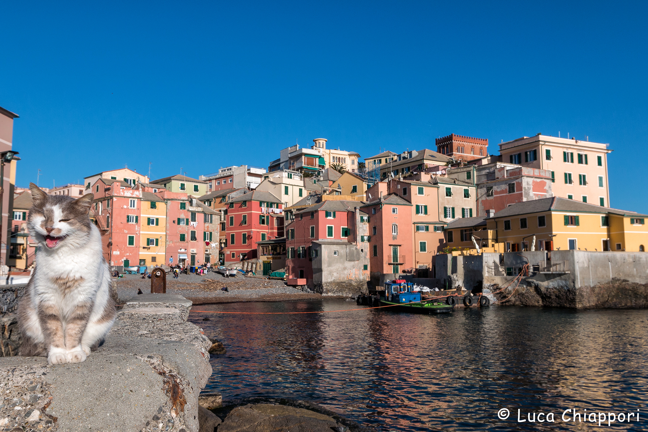 Il gatto di Boccadasse