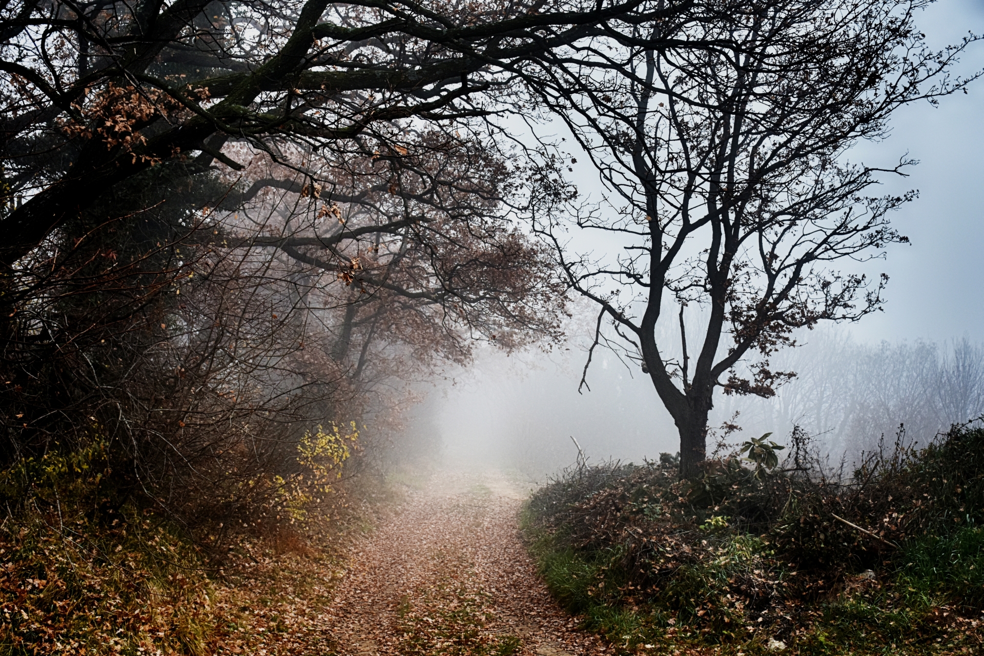 Nebbia nella foresta